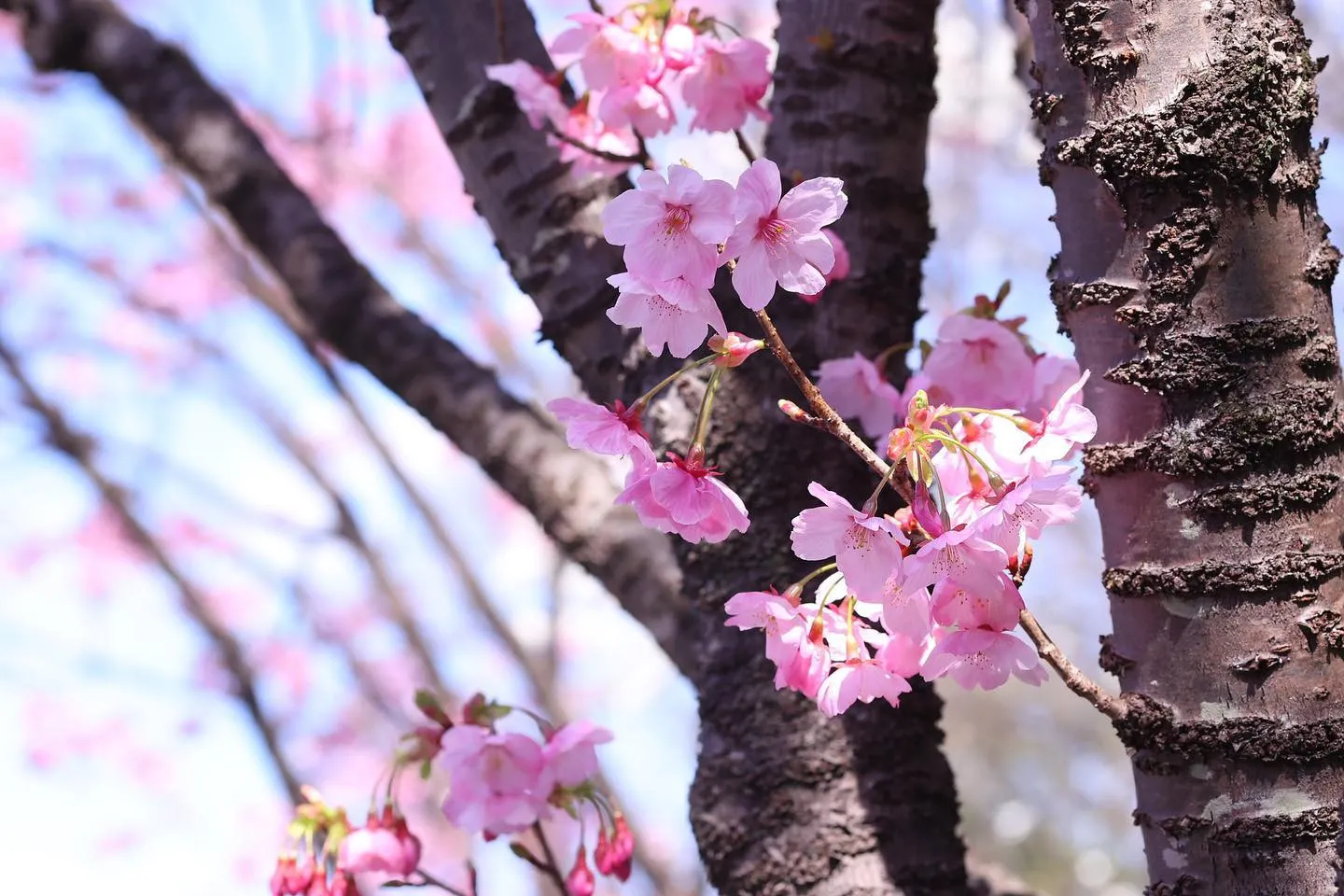 桜の季節ですね🌸